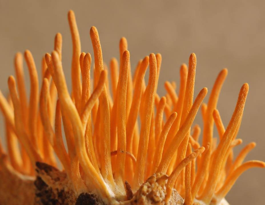 Cordyceps naranjas alargados en formación densa